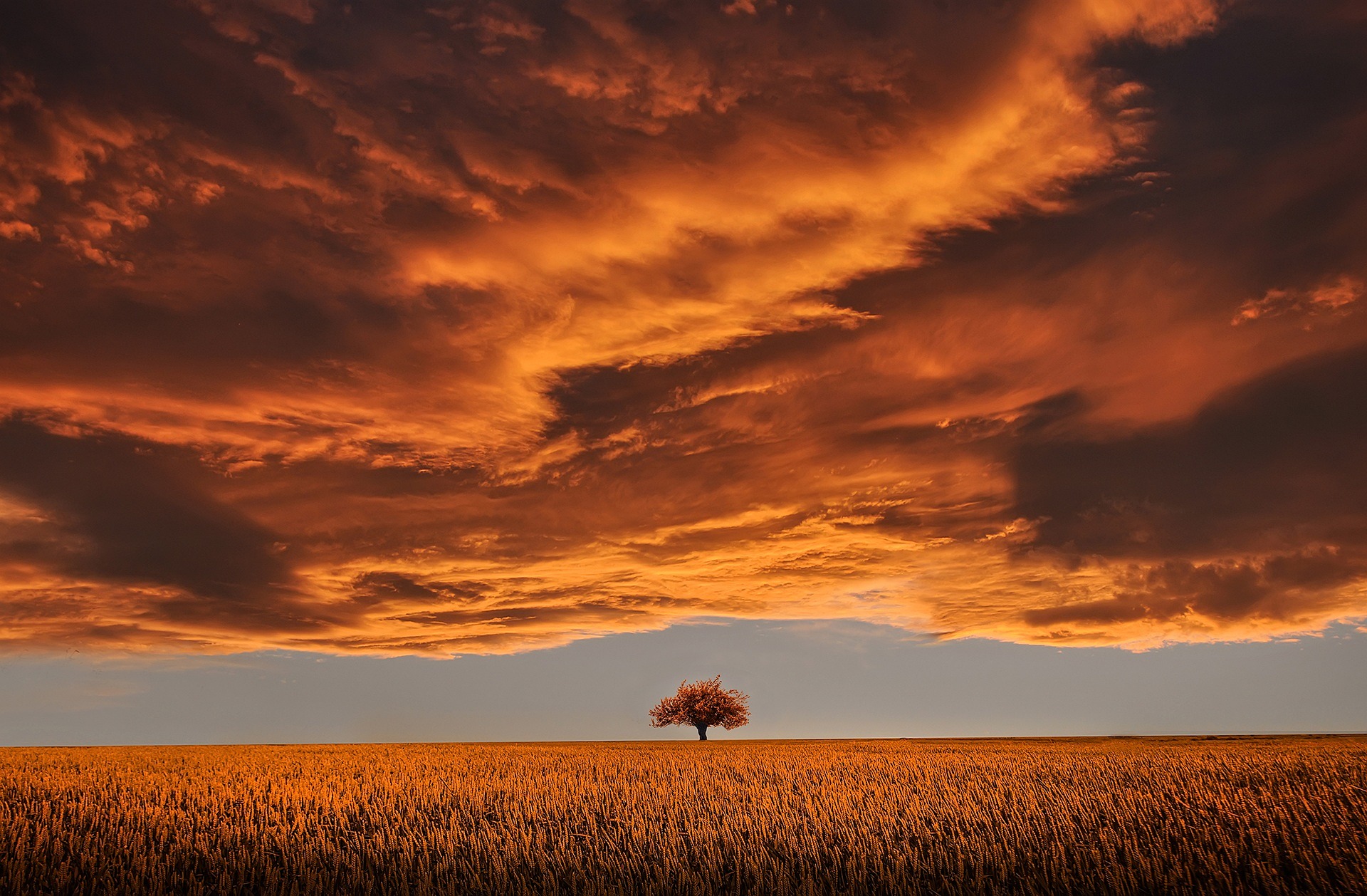 Tree in field holding off stormy orange clouds